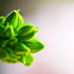 Canon EOS 7D, Tokina AT-X M100/2,8