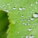 Canon EOS 7D, Tokina AT-X M100/2,8