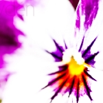 Canon EOS 7D, Tokina AT-X M100/2,8