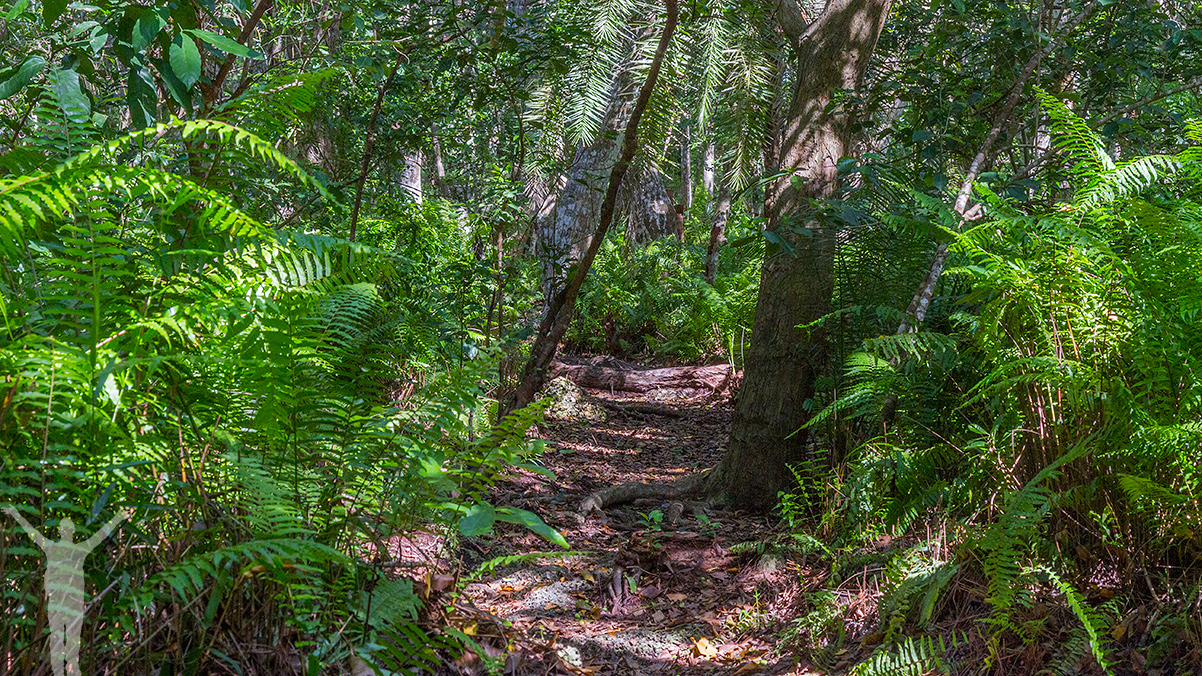 Jozani Chwaka National Park