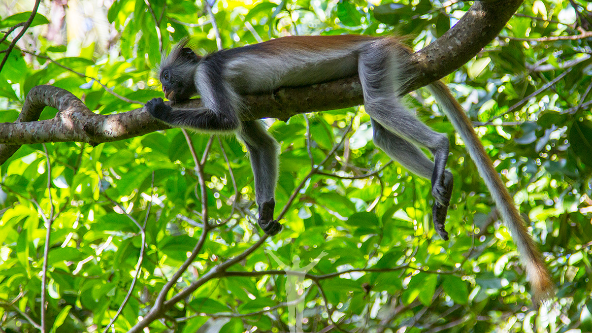 Procolobus kirkii, Jozani Chwaka National Park