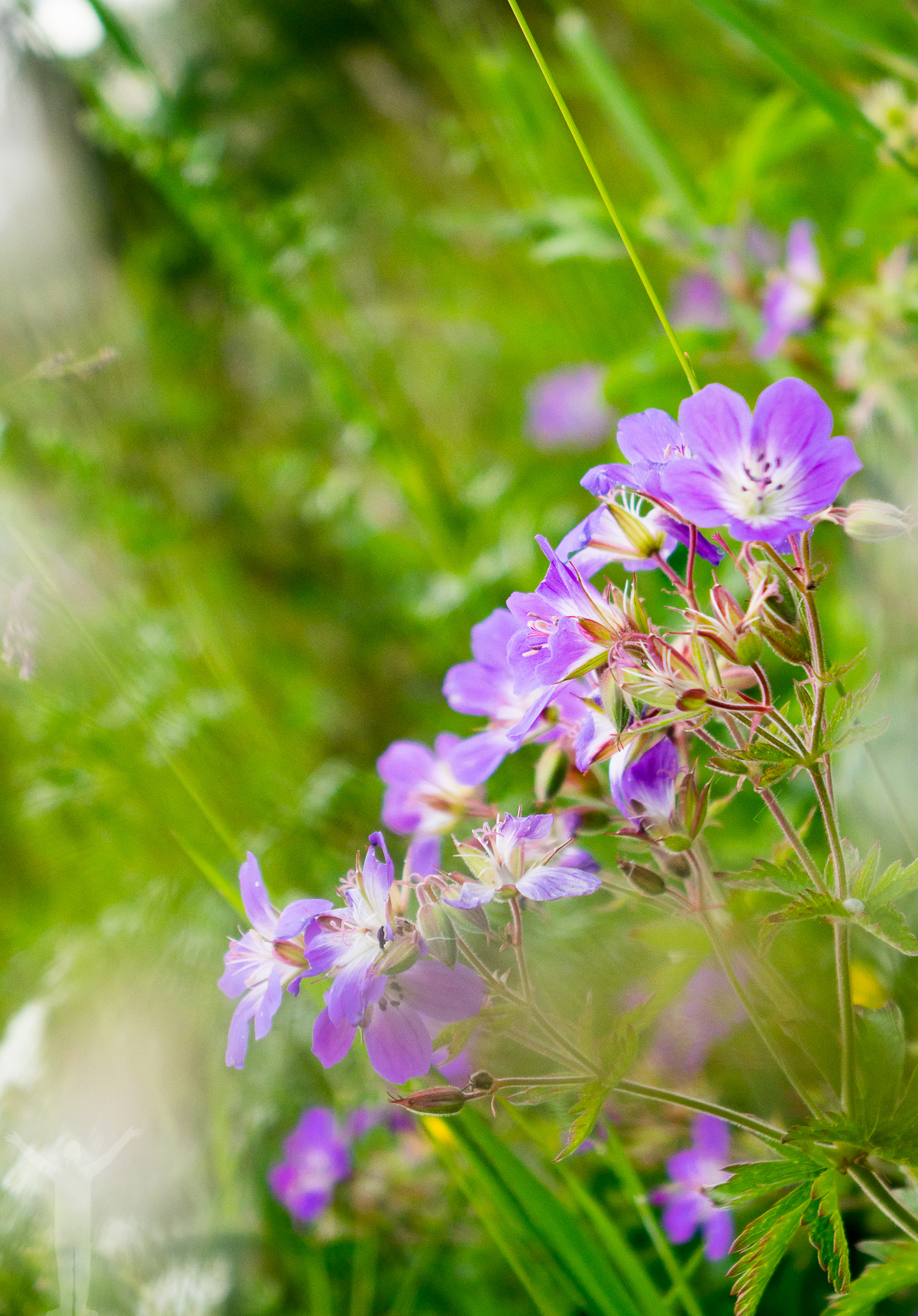 Blomster på Frösön