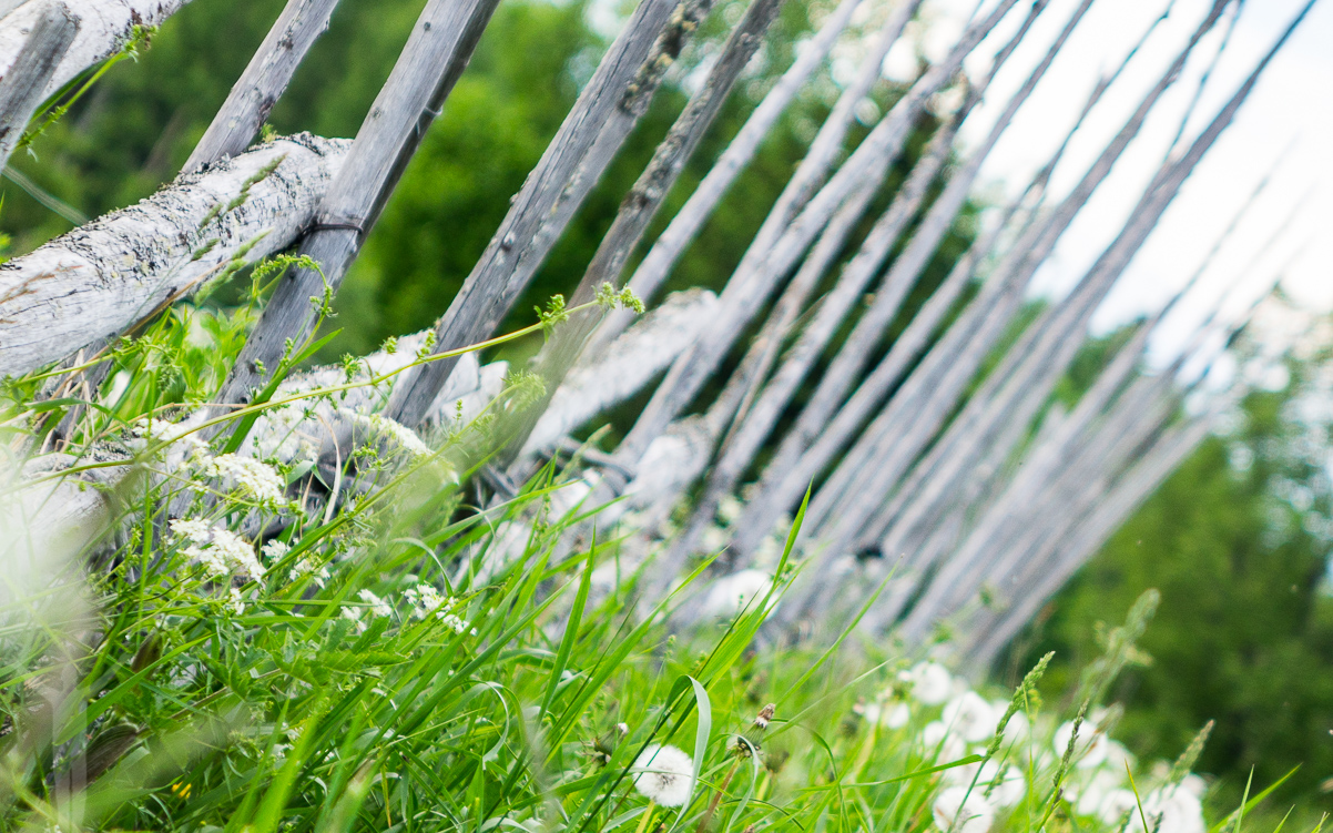 Gärdsgårdar på Frösön