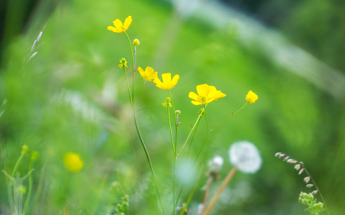 Blomster på Frösön