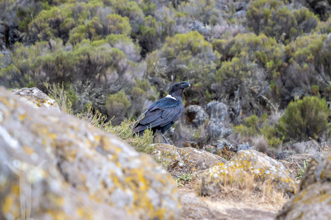 Fågel på Kilimanjaro