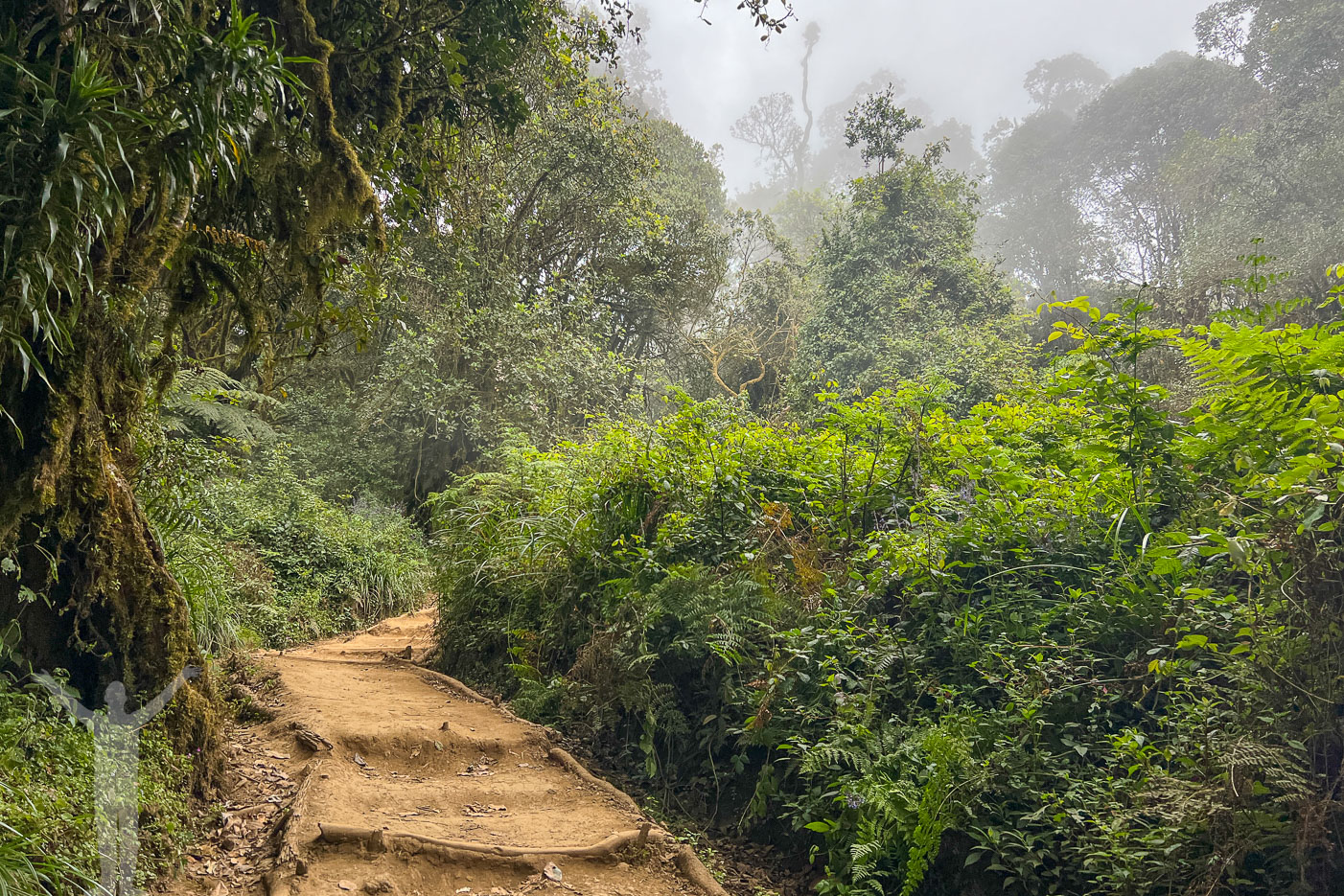 Mweka Trail - vacker vandring i djungeln