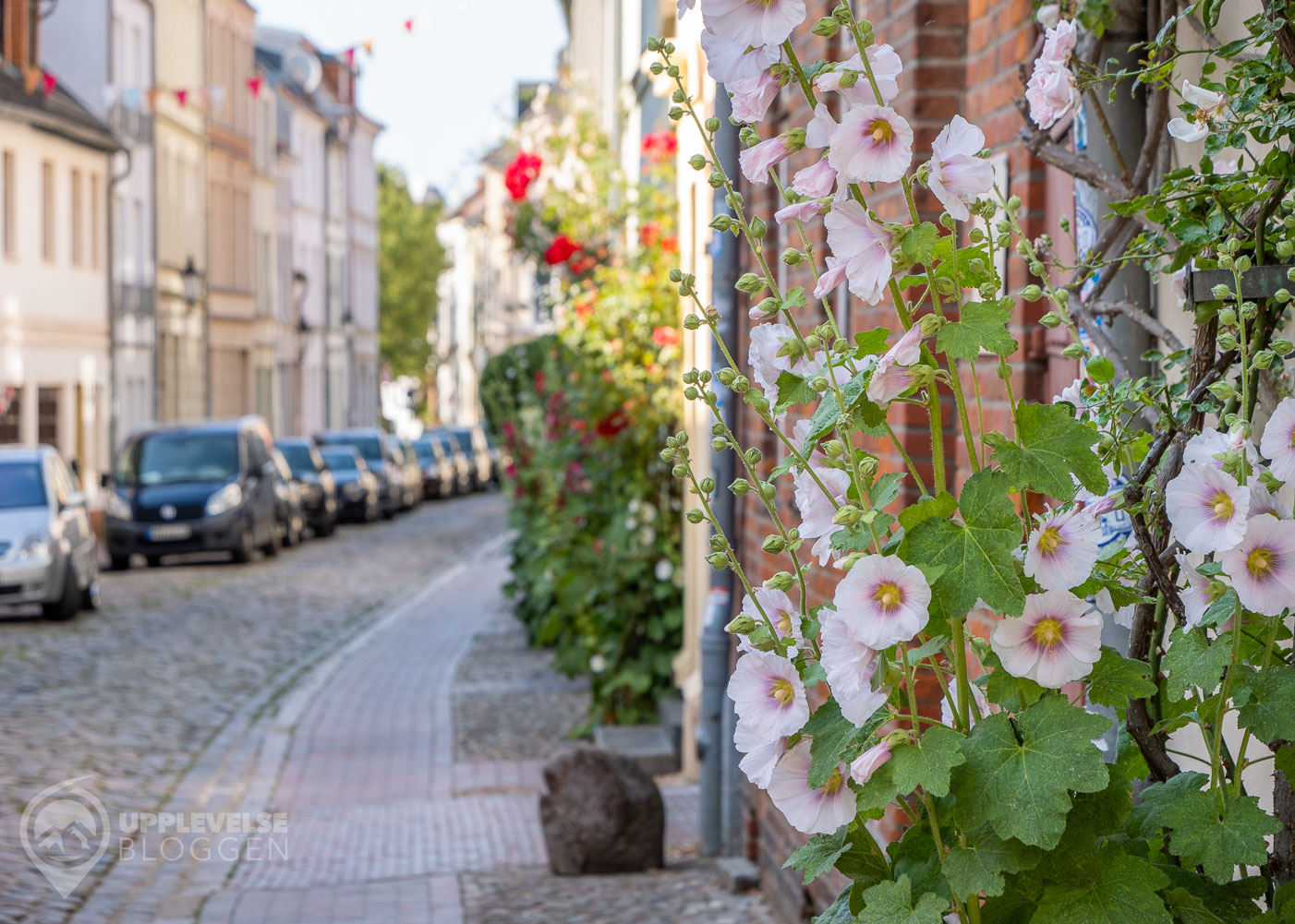 Gata med rosor i Wismar