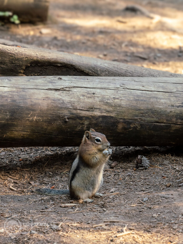 Natur och liv längs Johnston Canyon