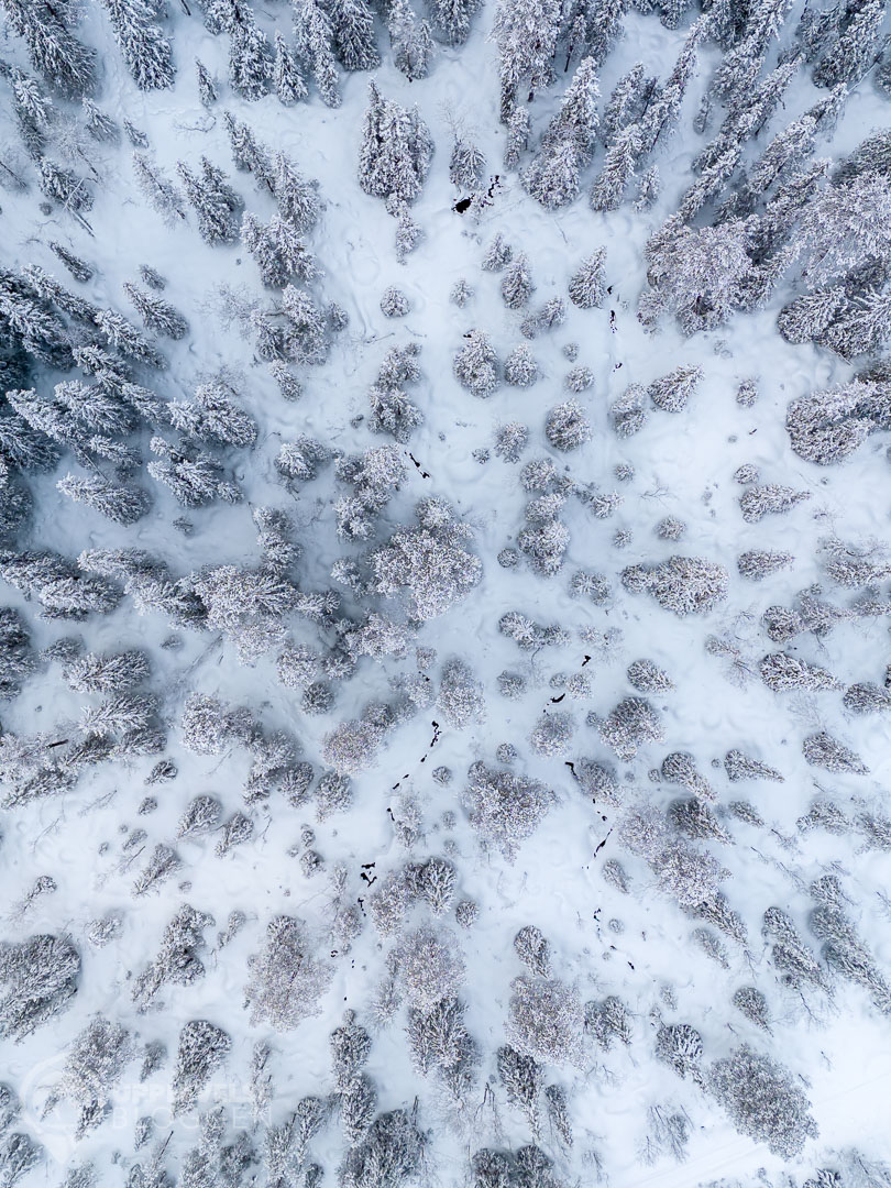 Snöklädd skog
