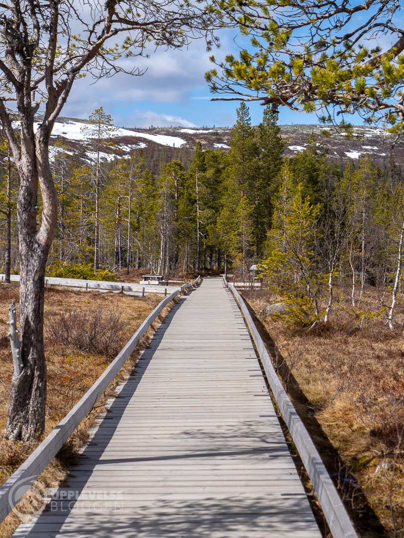 Fin ramp som är delar av leden upp till Njupeskär