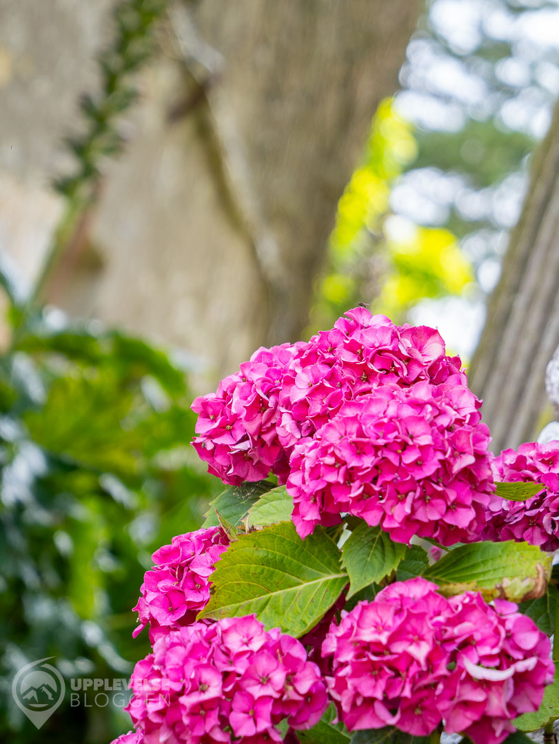 Trädgård på en äppelodling i Normandie
