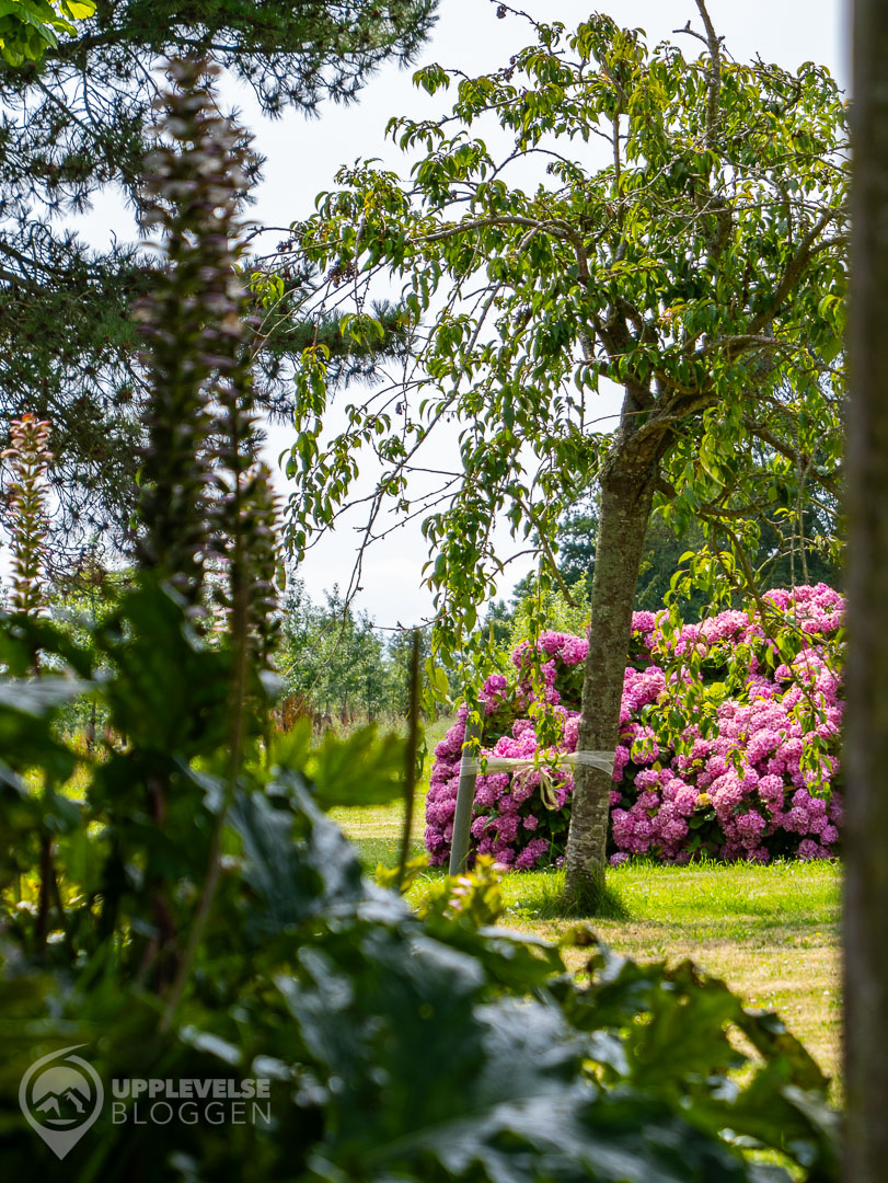 Trädgård på en äppelodling i Normandie