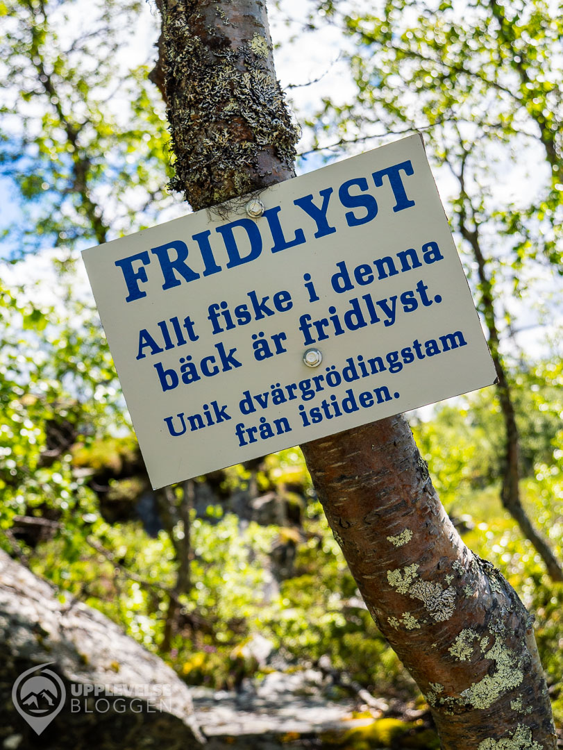 Dvärgrödingen är fridlyst!