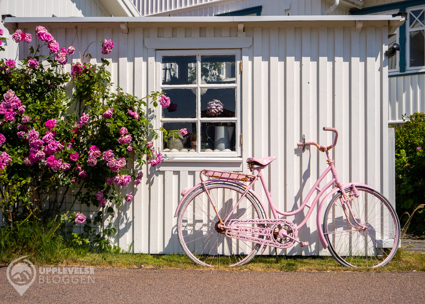 Rosa cykel på Vrångö