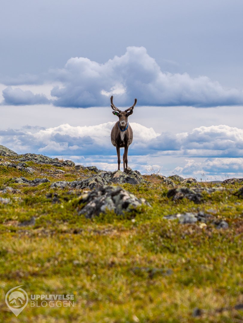 Renbesök på Svansjökläppen