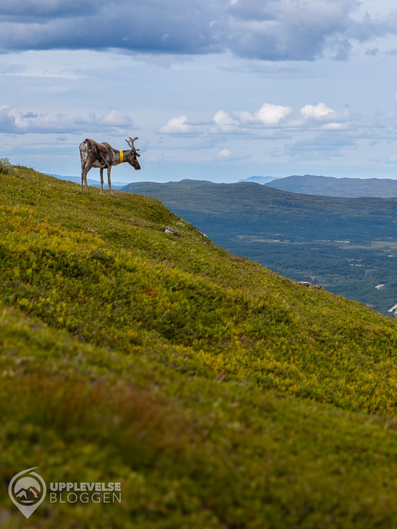 Renbesök på Svansjökläppen