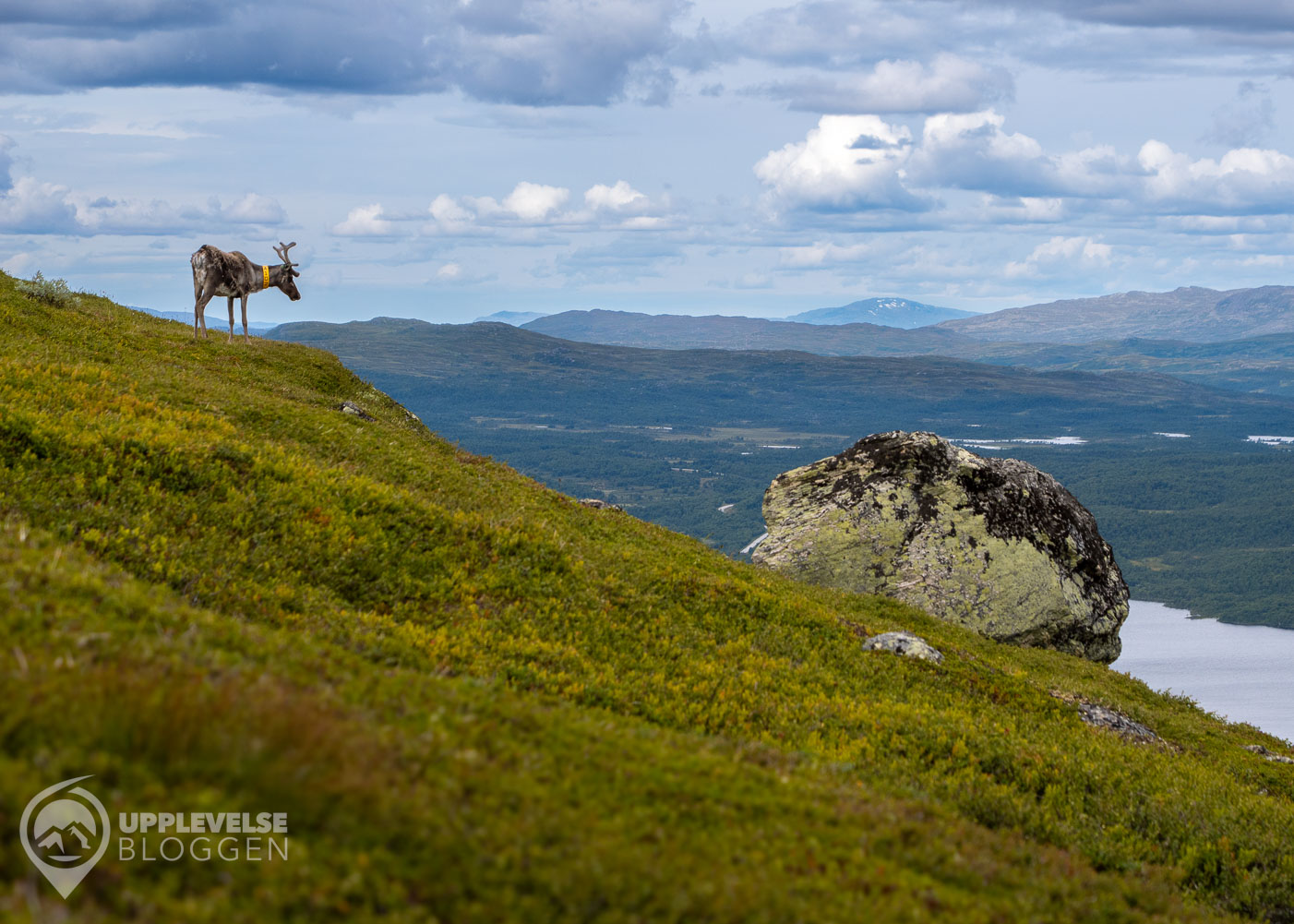 En ren uppe på Svansjökläppen i Tänndalen